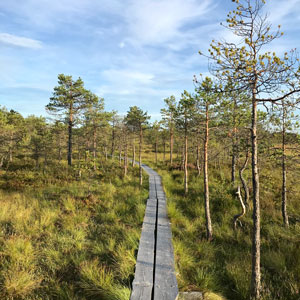 Nature walk in Finland